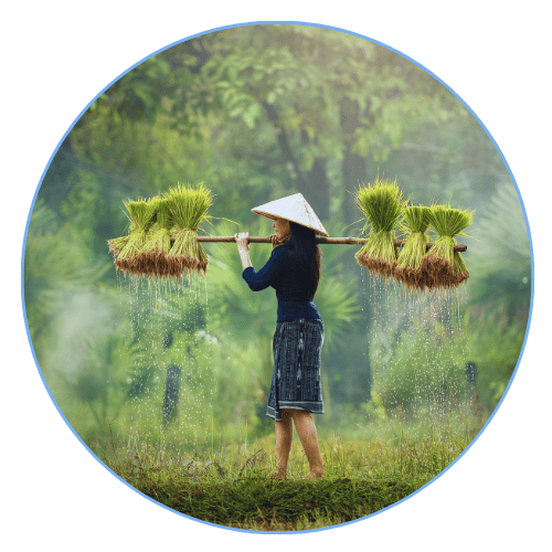 A woman in Myanmar holding rice pasture in a green field – showcasing traditional farming and rural life.