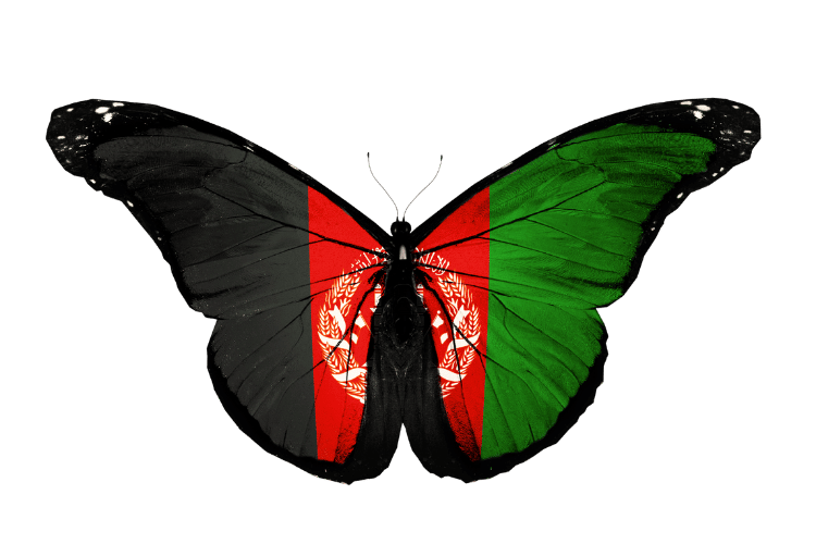 the butterfly showing a different look like Afghanistan flag