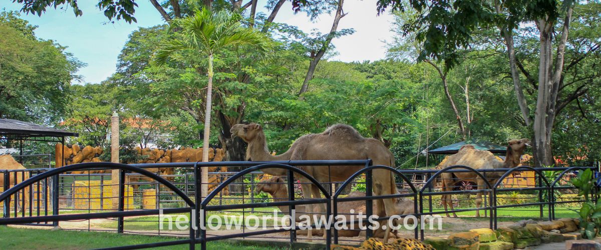 Dromedary camels in an enclosure at the Singapore Zoo, surrounded by lush tropical trees and greenery during a wildlife park tour.