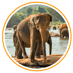 an el;ephant on the beach give us stunning view