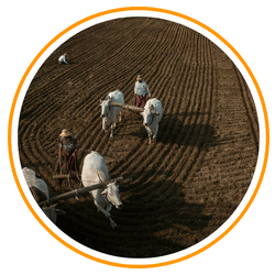 a farmer is ploughing in the fields