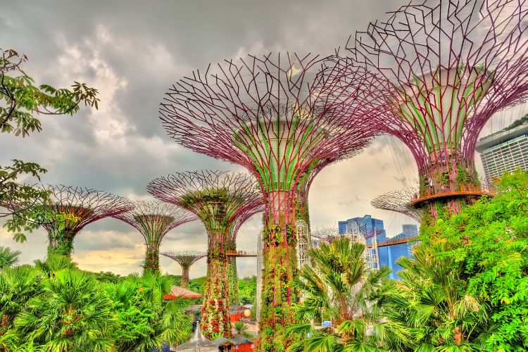 The iconic Supertree Grove at Gardens by the Bay in Singapore, featuring towering vertical gardens with purple steel frameworks against a cloudy sky.