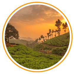 greenish fields with beautiful sunset