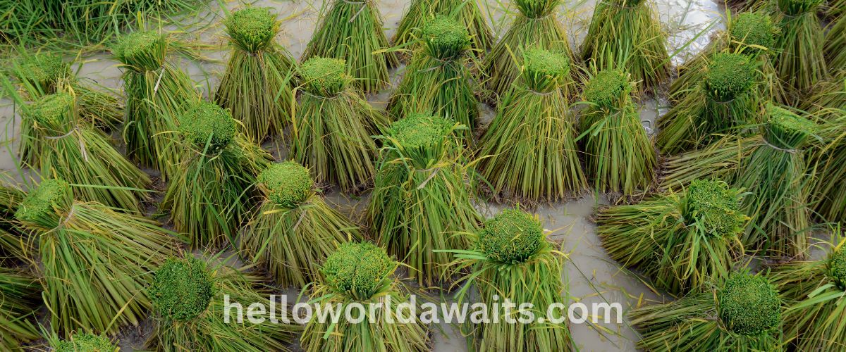 Bundles of green rice seedlings tied together and standing upright in a flooded paddy field, ready for transplanting in rural Thailand.