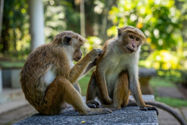 a couple monkey sitting on wall