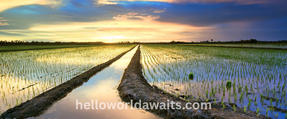 Wide view of lush green rice paddy fields in Malaysia at sunset, with a water irrigation canal reflecting the golden and blue sky