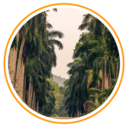 a view of forest with tall trees